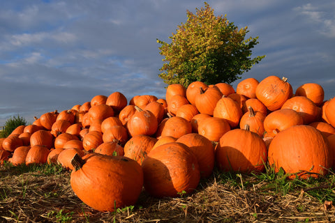 10 Reasons Fall is our Favorite Season